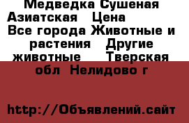 Медведка Сушеная Азиатская › Цена ­ 1 400 - Все города Животные и растения » Другие животные   . Тверская обл.,Нелидово г.